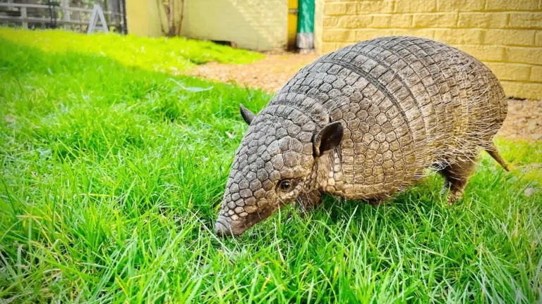 armadillo